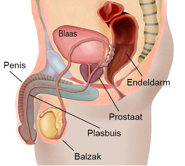 Anatomie van de prostaat